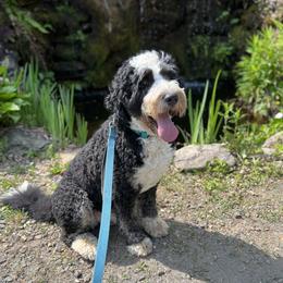 Baker - Bernedoodle