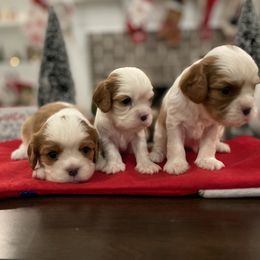 Cavalier King Charles Spaniel Puppies from Ridgefield Cavaliers