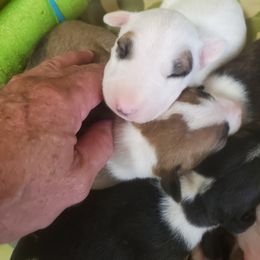 Bull Terrier Puppies from Wilkins farms