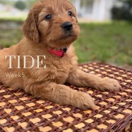 Mr. Tide - Apricot male Goldendoodle puppy in Pensacola, Florida from Ruby Pupper Doodles