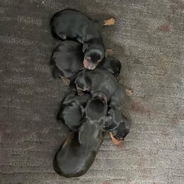Tulip - Black and tan female Miniature Pinscher puppy in Lancaster, Missouri from White Stone Ranch