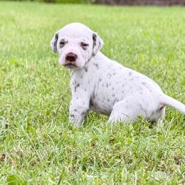 Rusty - White and liver brown male Dalmatian puppy in Mt. Vernon, Texas from Double B