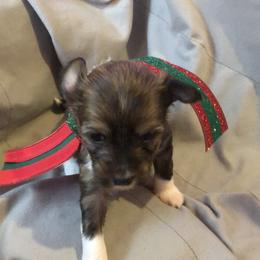 Chinese Crested Puppies from Selba-Hill Kennelwe