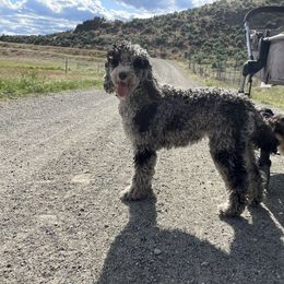 Maisy - Aussiedoodle