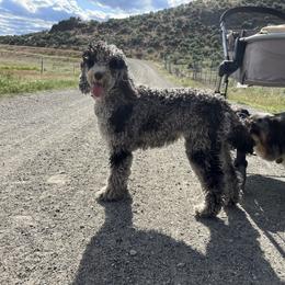 Maisy - Aussiedoodle