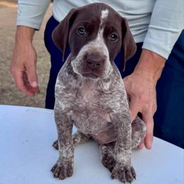 Freya - Liver roan female German Shorthaired Pointer puppy in Glennville, Georgia from Andre Family Farms & Kennels