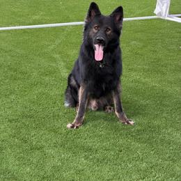Lykn - German Shepherd