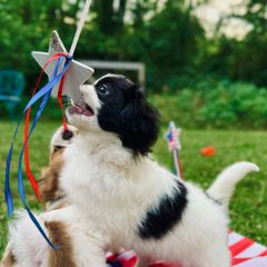 Boy#3 Mumble - Black and white Japanese Chin puppy in Vernon, Connecticut from Chin Babies