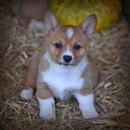Pembroke Welsh Corgi Puppies from Dream Corgis