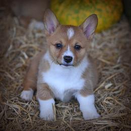 Pembroke Welsh Corgi Puppies from Dream Corgis