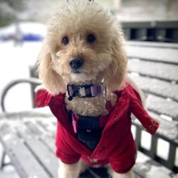 Coco - Goldendoodle