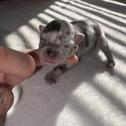 Skye - Blue merle female Pomeranian puppy in Okmulgee, Oklahoma from 918 Pomeranians