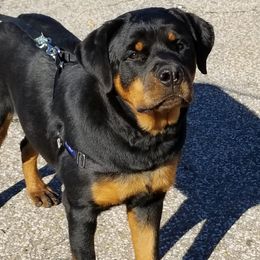 Rottweilers from LG's Rottweilers