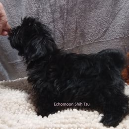 Gabby - Shih Tzu
