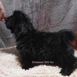 Gabby - Shih Tzu