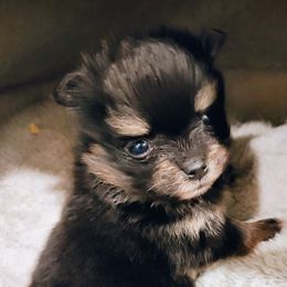 Pomeranian Puppies from Mayhew's Pomeranian Pups