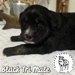 Xanadu - Black tri male Miniature Australian Shepherd puppy in Jaroso, Colorado from Heaven Sent Aussies