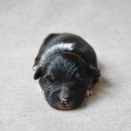 Colt - Black tri-color male Australian Shepherd puppy in Aberdeen, North Carolina from Huckleberry Hill Aussies LLC.