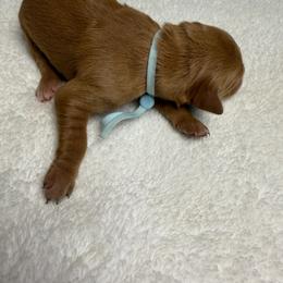 Dutton (light blue boy) - Dark golden male Golden Retriever puppy in Stigler, Oklahoma from Red MAX Golden Retrievers