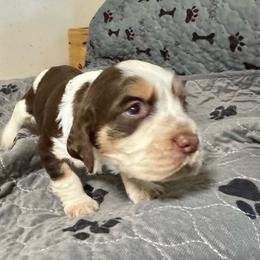 Georgie - Liver white and tan male English Springer Spaniel puppy in Coeur D'alene, Idaho from Springer Hollow