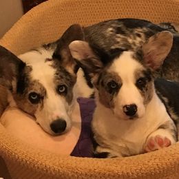 Cardigan Welsh Corgi Puppies from Rochar Cardigan Welsh Corgis