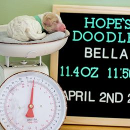 Aussiedoodle, Double Doodle, Goldendoodle, and Poodle Puppies from Hope’s Doodles