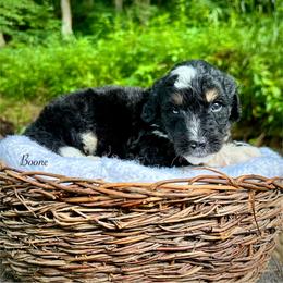 Boone - Tri-color male Bernedoodle puppy in Thornville, Ohio from Four Front Doodles & Friends