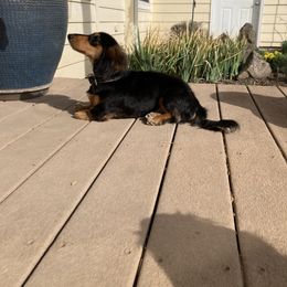 Risky - Dachshund