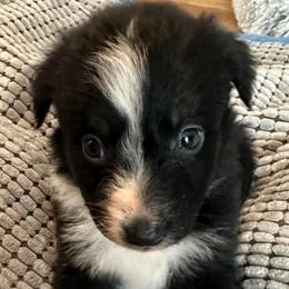 Shimmer - Black tri-color female Australian Shepherd puppy in Albertville, Alabama from Salt Creek Aussies