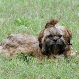 Chloe - Shih Tzu