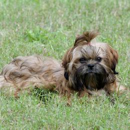 Chloe - Shih Tzu