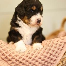 Ashtin - female Australian Mountain Doodle puppy in Spanish Fork, Utah from Little Puppy Co.