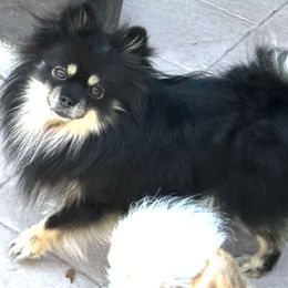 Mandolin - Pomeranian