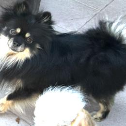 Mandolin - Pomeranian