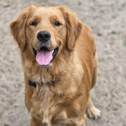 Sadie - Golden Retriever