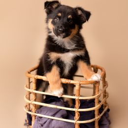 Australian Shepherd Puppies from Morton’s Farm