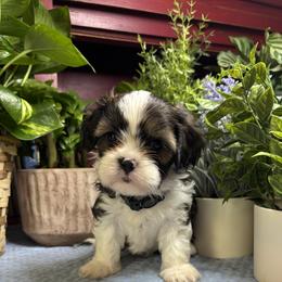 Randy - Black gold and white male Cavatzu puppy in Grove, Oklahoma from Rocky Oak Cavaliers & Biewer Terriers LLC