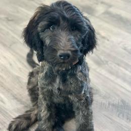 Solara - Chocolate female Goldendoodle puppy in Pasco, Washington from Camp Doodle Woods