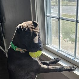 Chinese Shar-Pei from Wrinkle Babies