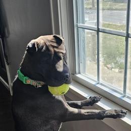 Chinese Shar-Pei from Wrinkle Babies