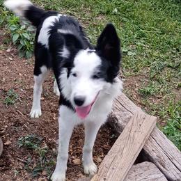 Gidget-pending health screen 2028 - Border Collie