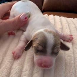 Lily - Piebald female Dachshund puppy in Kitty Hawk, North Carolina from Dare Devil Dachshunds