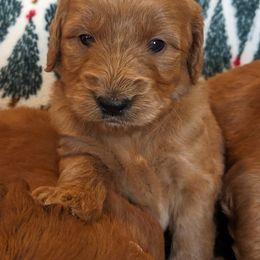 Goldendoodle and Poodle Puppies from RamblerGoldens