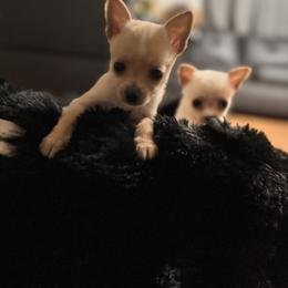 Ralphie - Cream male Chihuahua puppy in Richland, Washington from Northwest Paws