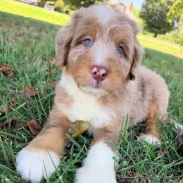 Chewie with training - Chocolate merle male Bernedoodle puppy in Boonville, North Carolina from Doods & Dolls