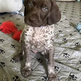 German Shorthaired Pointer Puppies from Tipsy Rabbit GSP TopDog Kennel