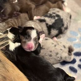 Boy 1 - Blue merle male Miniature Australian Shepherd puppy in Romney, West Virginia from South Branch Mini Aussies