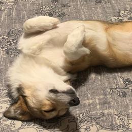 Penny - Sable Pembroke Welsh Corgi puppy in Twin Falls, Idaho from Kenyon Pembroke Welsh Corgis