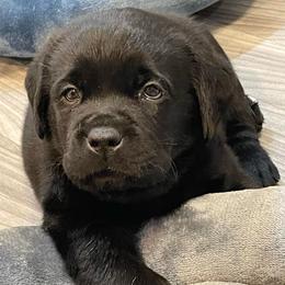 Orange collar boy - Black male Labrador Retriever puppy in Desert Hot Springs, California from Outlaws Labradors