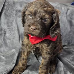 Flurry - Brown and tan male Cockapoo puppy in Delphos, Ohio from Route 66 Poodles & Doodles, Sapphire Shih-tzu's of Ohio